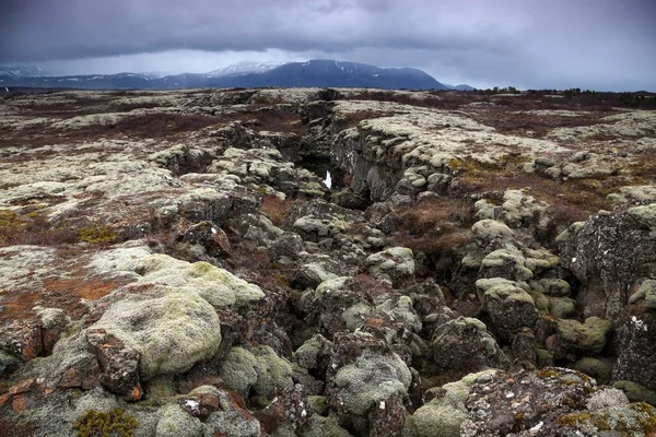 Покрытый Мхом Лавовый Рок Thingvellir Thingvellir National Park Golden Circle — стоковое фото