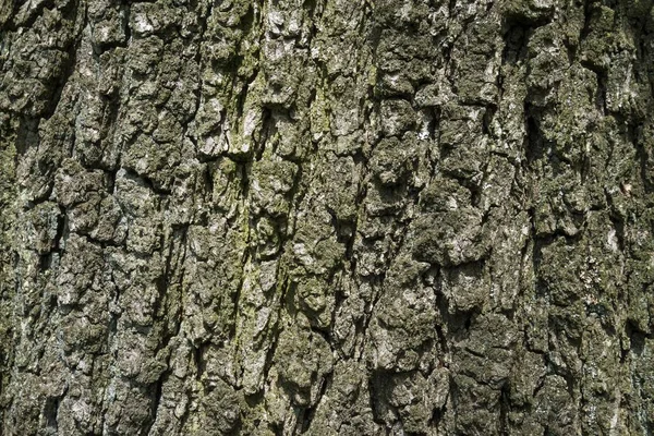 Bark Bark Oak Quercus Baden Wrttemberg — Stock Photo, Image