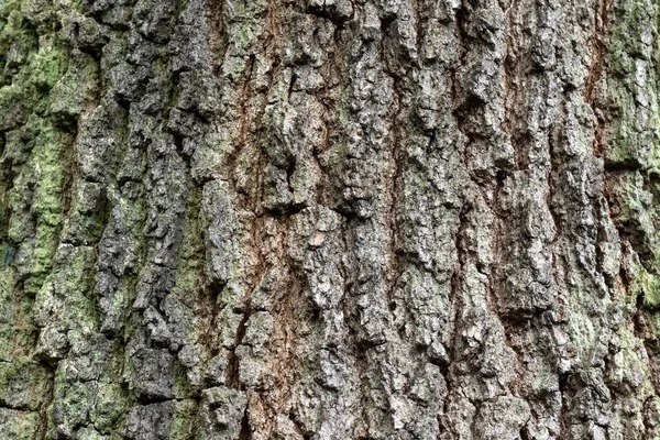 Bark Bark Oak Quercus Baden Wrttemberg — Stock Photo, Image