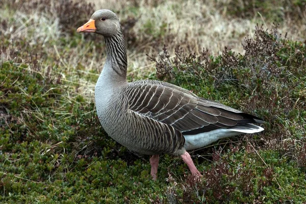 Greylag Goose Anser Anser Iceland Europe — Stock fotografie