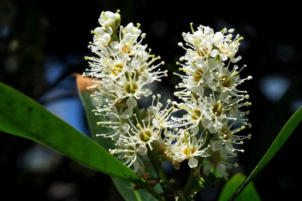 Blüten Des Kirschlorbeers Prunus Laurocerasus Auch Lorbeer Baden Württemberg Deutschland — Stockfoto