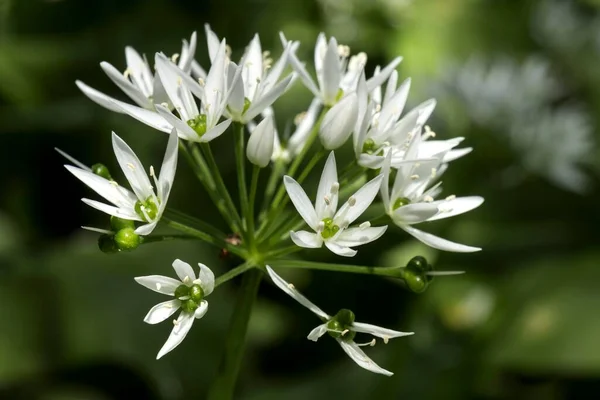 Flower Wild Garlic Allium Ursinum Baden Wrttemberg Germany Europe — Stock Photo, Image