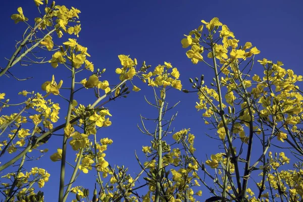 Violuri Înfloritoare Brassica Napus Bavaria Germania Europa — Fotografie, imagine de stoc