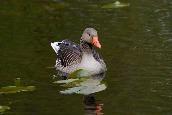 Greylag Goose Anser Anser Flutuando Água Schleswig Holstein Alemanha Europa — Fotografia de Stock