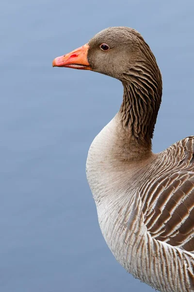 Grey Lag Goose Anser Anser Portrait Schleswig Holstein Germany Europe — 스톡 사진