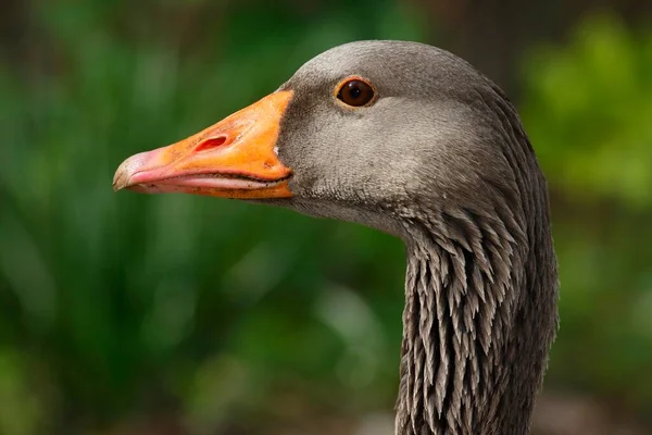 Greylag Goose Anser Anser Retrato Schleswig Holstein Alemanha Europa — Fotografia de Stock