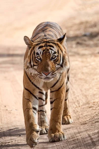 Bengalisk Tiger Kunglig Bengalisk Tiger Panthera Tigris Tigris Körs Väg — Stockfoto