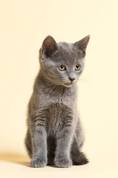 Gato Raça Pura Russo Azul Gatinho Idade Semanas — Fotografia de Stock