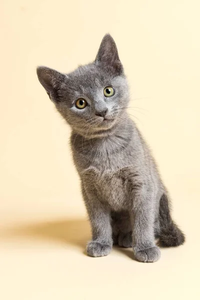 Gato Raça Pura Russo Azul Gatinho Idade Semanas — Fotografia de Stock
