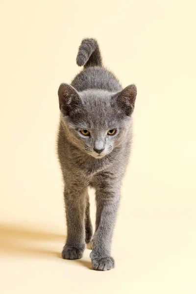 Purebred Cat Russian Blue Kitten Age Weeks — Stock Photo, Image