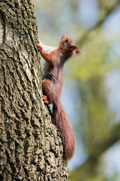 Молода Білка Sciurus Vulgaris Піднімається Стовбур Дерев Емсленд Нижня Саксонія — стокове фото