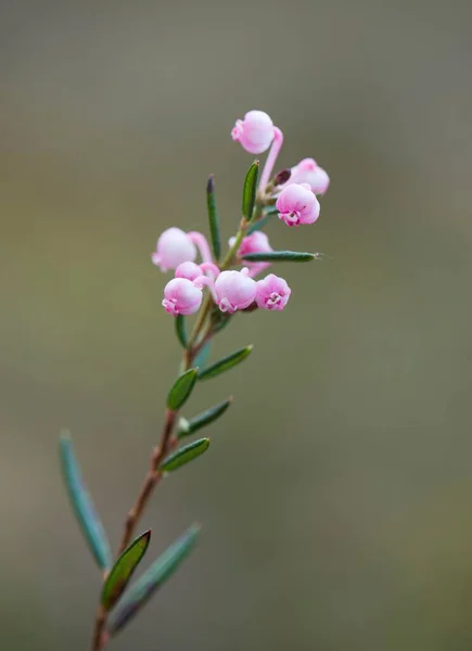 Kwitnący Rozmaryn Bagienny Andromeda Polifolia Emsland Dolna Saksonia Niemcy Europa — Zdjęcie stockowe