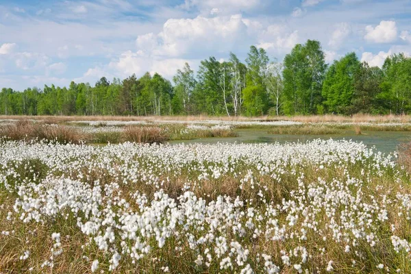 Trawa Bawełniana Wrzosowisku Eriophorum Angustifolium Emsland Dolna Saksonia Niemcy Europa — Zdjęcie stockowe