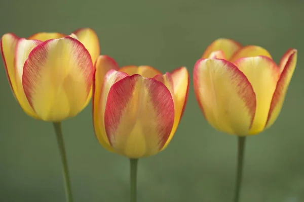 Three Tulip Tulipa Hybrids Flowers Hybrid Lower Saxony Germany Europe — Stock Photo, Image