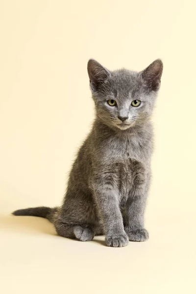 Purebred Cat Russian Blue Kitten Age Weeks — Stock Photo, Image