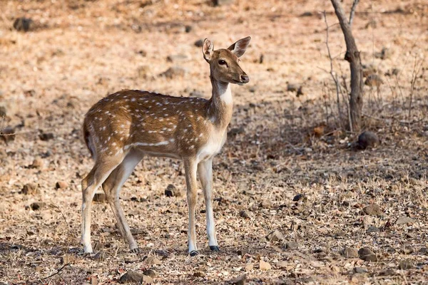 Chital Ghepardo Asse Dell Asse Nella Foresta Secca Riserva Naturale — Foto Stock