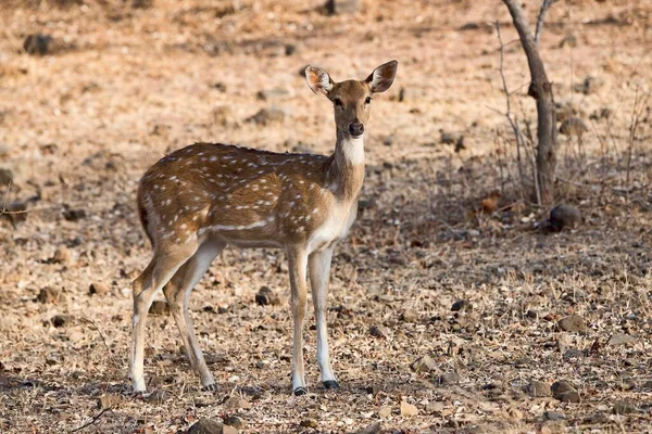 Chital Eller Cheetal Axel Torr Skog Sasan Gir Naturreservat Gujarat — Stockfoto