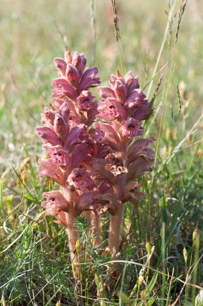 Hellroot Orobanche Minor Kreptitzer Heide Rezervație Naturală Dranske Rgen Mecklenburg — Fotografie, imagine de stoc