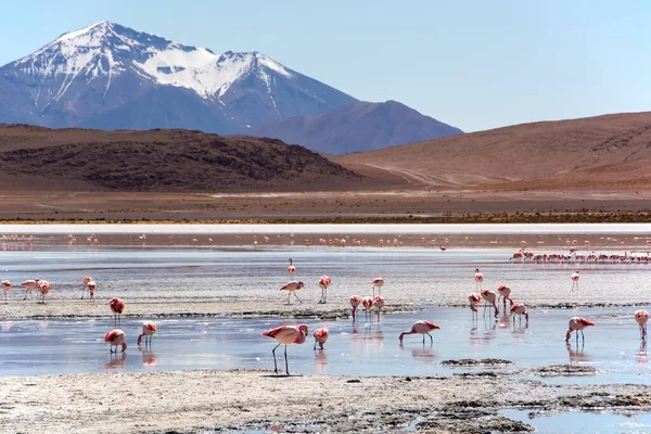 Laguna Hedionda James Flamingos Phoenicoparrus Jamesi Shallow Water Uyuni Lipez — Stock Photo, Image