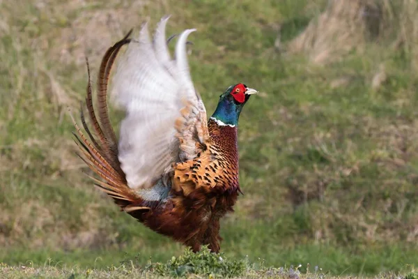 Faisan Phasianus Colchicus Battant Des Ailes Saut Voltige Cour Texel — Photo