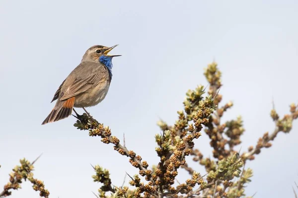 Bluethroat Luscinia Svecica Singing Branch Texel Province North Holland Netherlands — 图库照片