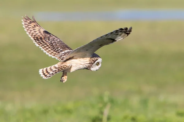 Hibou Des Marais Asio Flammeus Vol Chasse Texel Province Hollande — Photo