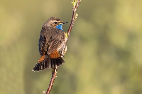 Bluethroat Luscinia Svecica Gevestigd Tak Texel Provincie Noord Holland Nederland — Stockfoto