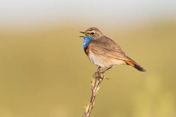 Bluethroat Luscinia Svecica Zang Zittend Tak Texel Provincie Noord Holland — Stockfoto