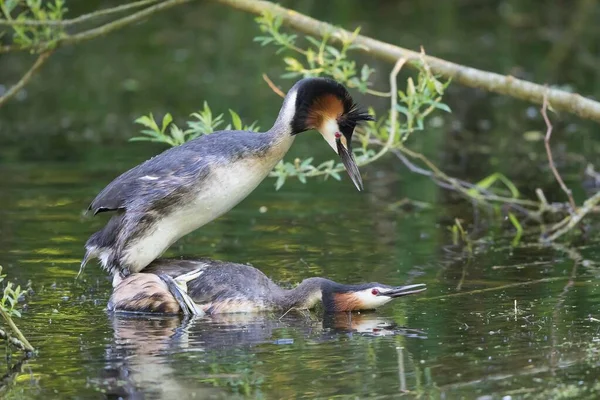 Great Grebes Podiceps Cristatus Mating Gesse Germany Europe — стоковое фото