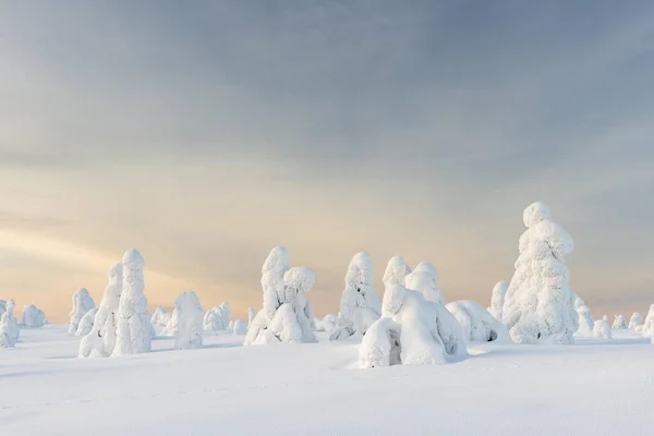 Bomen Bedekt Met Sneeuw Winterlandschap Riisitunturi National Park Posio Lapland — Stockfoto