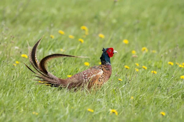 Bažant Obecný Phasianus Colchicus Louce Neusiedl Burgenland Rakousko Evropa — Stock fotografie