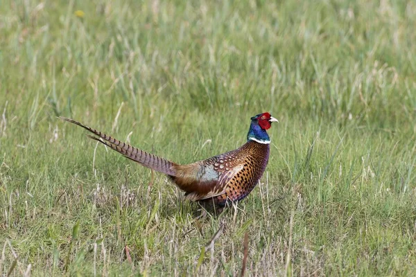 Bažant Obecný Phasianus Colchicus Louce Neusiedl Burgenland Rakousko Evropa — Stock fotografie