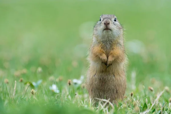 Европейский Суслик Fbmophilus Citellus Meadow Национальный Парк Озеро Нойфель Бургенланд — стоковое фото