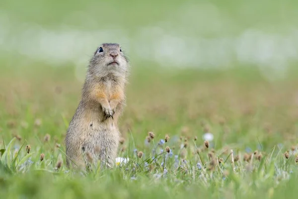 Europejska Wiewiórka Lądowa Lub Souslik Spermophilus Citellus Łące Park Narodowy — Zdjęcie stockowe