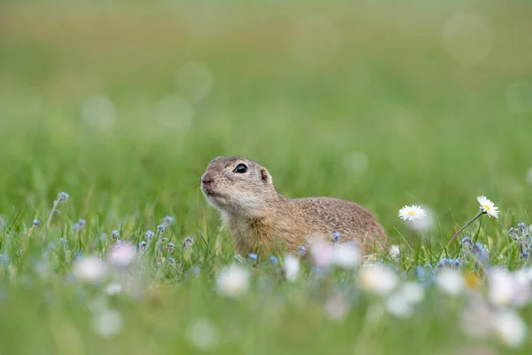 Europejska Wiewiórka Ziemna Lub Souslik Spermophilus Citellus Łące Kwiatowej Park — Zdjęcie stockowe