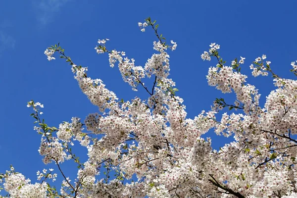 Цветущая Вишня Prunus Дерево Германия Европа — стоковое фото