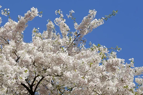 Цветущая Вишня Prunus Дерево Германия Европа — стоковое фото