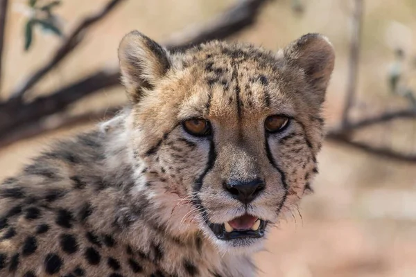 Cheetah Acinonyx Jubatus Portrait Kalahari Desert Namibia Africa — Stock Photo, Image