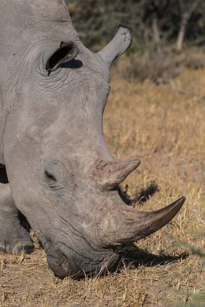 Bílý Nosorožec Ceratotherium Simum Pasoucí Waterberg Otjozondjupa Namibie Afrika — Stock fotografie