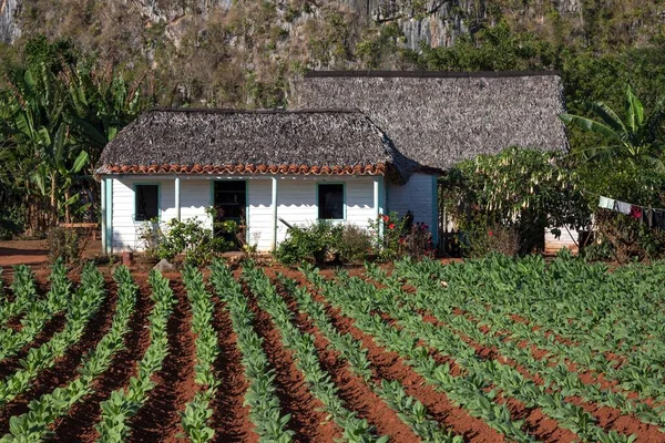 Tobacco growing, tobacco field, property of a tobacco farmer, near Vinales, Vinales, Pinar del Rio Province, Cuba, Central America