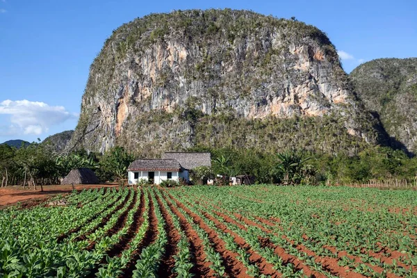 Tobacco growing, tobacco field in front of the property of a tobacco farmer and karst cones called mogotes, near Vinales, Vinales Valley, Pinar del Rio Province, Cuba, Central America