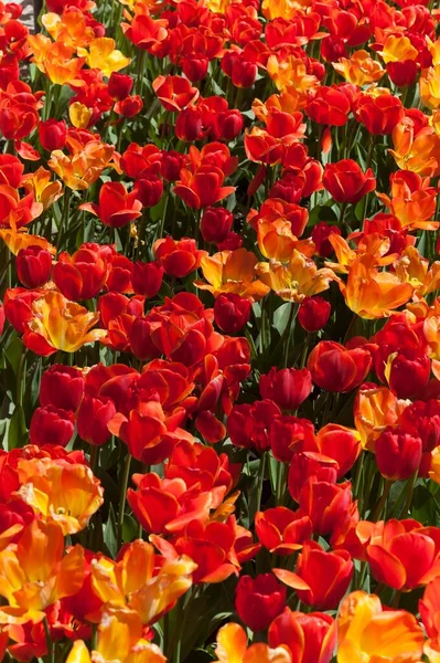 Cama Tulipa Tulipas Laranja Vermelha Tulipa Mecklemburgo Pomerânia Ocidental Alemanha — Fotografia de Stock