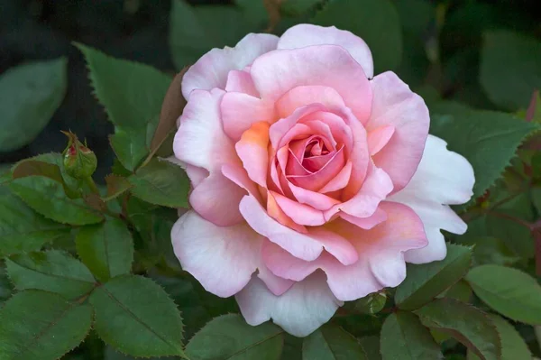 Rosa Rosa Claro Rosa Flor Brotes Cultivar Belle Seigneur Bavaria —  Fotos de Stock