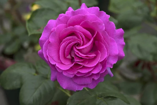 Pink Rose Rosa Bunga Kultivar Chartreuse Parme Bavaria Jerman Eropa — Stok Foto