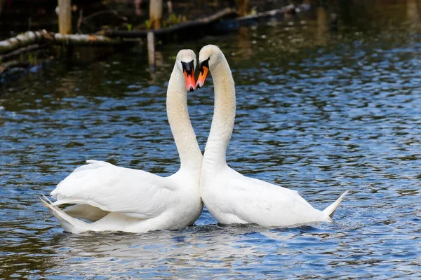 Mute Swans Cygnus Olor Εμφανίζοντας Ζευγάρι Στο Νερό Αμβούργο Γερμανία — Φωτογραφία Αρχείου