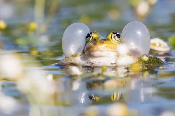 Grenouille Comestible Pelophylax Esculentus Dans Eau Sac Vocal Hesse Allemagne — Photo