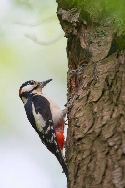 Buntspecht Dendrocopos Major Auf Baumstamm Vor Brutkasten Mit Jungvögeln Emsland — Stockfoto