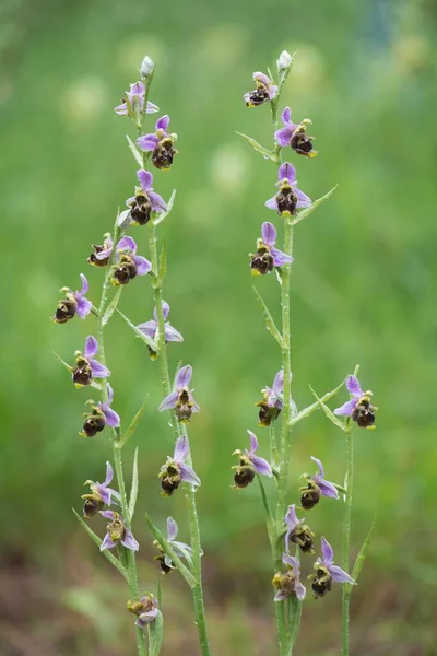 Spinnentier Ophrys Fuciflora Baden Württemberg Deutschland Europa — Stockfoto