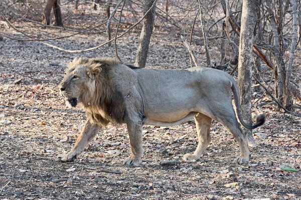 Asiatic Lion Panthera Leo Persica Passing Dry Forest Gir Forest — Stock Photo, Image