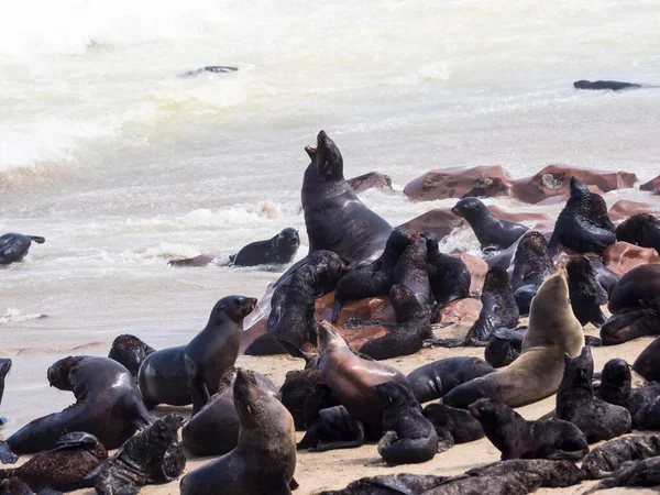 Pieczęcie Futerkowe Południowoafrykańskie Arctocephalus Pusillus Kolonie Plaży Cape Cross Namibia — Zdjęcie stockowe